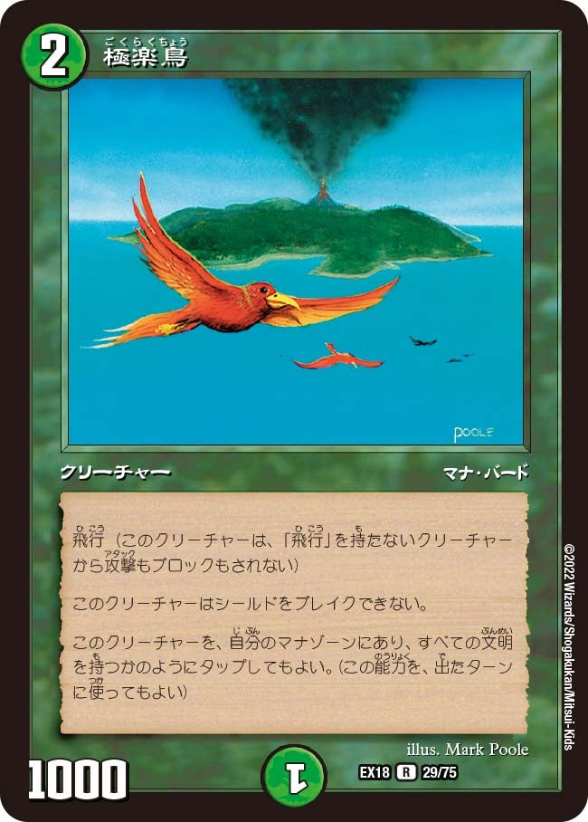 極楽鳥の画像